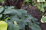 Image of Blue Angel Hosta