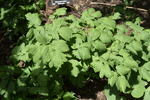 Image of Blue Cohosh