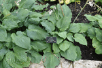 Image of Blue Hawaii Hosta