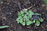 Image of Blue Mouse Ears Hosta