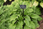 Image of Bogie & Bacall Hosta