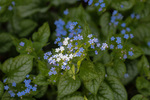 Image of Siberian Bugloss 