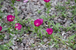 Image of Purple Poppy Mallow