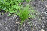 Image of Pennsylvania Sedge