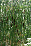 Image of Broadleaf Cattail 