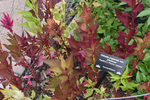 Image of Feathery Plume Celosia 