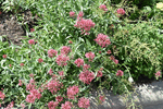 Image of Red Valerian 