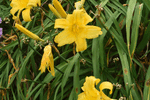 Image of Daylily 