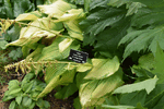 Image of Choko Nishiki Hosta