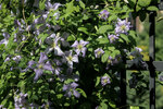 Image of Emilia Plater Clematis