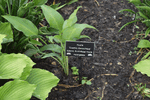 Image of Cosmic Arrowhead Hosta