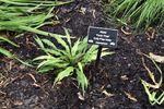 Image of Curly Fries Hosta