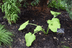 Image of Dancing Queen Hosta