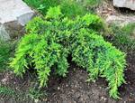 Plant name: Daub's Frosted Juniper Juniperus chinensis cv. Daubs Frosted