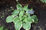 Image of Earth Angel Hosta