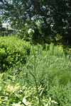 Image of Rattlesnake-Master