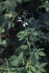 Image of Martha Washington's Plume