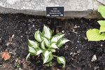 Image of Fire and Ice Hosta