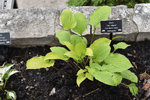 Image of Fire Island Hosta