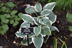 Image of First Frost Hosta