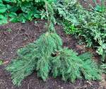 Plant name: Formanek Norway Spruce Picea abies cv. Formanek