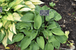 Image of Fragrant Blue Hosta