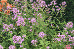 Image of Garden Phlox