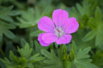 Image of Bloody Cranesbill