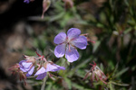 Image of Mix Tape Meadow Cranesbill