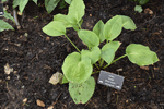 Image of Ghost Hosta