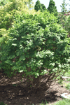 Image of American Arborvitae 