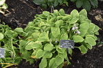 Image of Golden Tiara Hosta