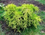 Plant name: Golden Joy Juniper Juniperus  cv. Golden Joy