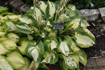 Image of Great Expectations Hosta