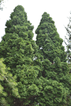 Image of American Arborvitae