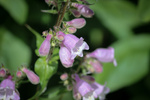 Image of Hairy Penstemon