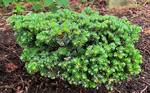 Plant name: Heddergott Veitch Fir Abies veitchii cv. Heddergott