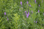 Image of Hoary Vervain 