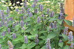 Image of Hyssop