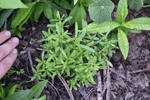 Image of Evergreen candytuft 