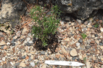 Image of Pygmaea Candytuft 