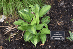 Image of Island Breeze Hosta