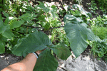 Image of Common Jack-in-the-Pulpit