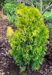 Plant name: Jantar Amber Gold Arborvitae Thuja occidentalis cv. Jantar