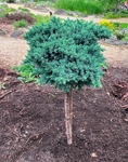 Plant name: Blue Star Juniper Juniperus squamata cv. Blue Star