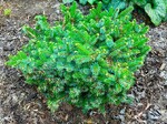 Plant name: Kamenz Serbian Spruce Picea omorika cv. Kamenz