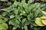 Image of Krossa Regal Hosta