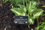 Image of Lakeside Paisley Print Hosta