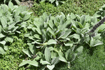 Image of Lamb's Ear