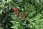 Image of Cardinal Flower 